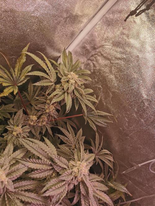 Bakerman (Jealousy x La Bomba) / Coco. Week 14