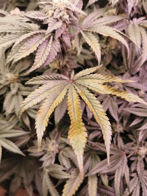 Bakerman (Jealousy x La Bomba) / Coco. Week 14