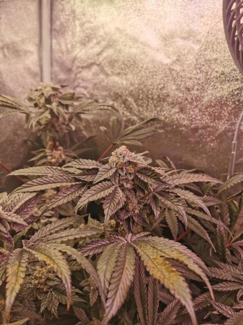 Bakerman (Jealousy x La Bomba) / Coco. Week 14