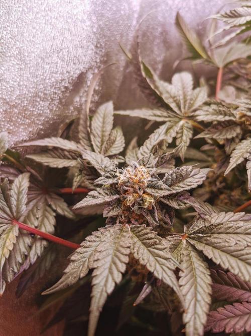 Bakerman (Jealousy x La Bomba) / Coco. Week 14