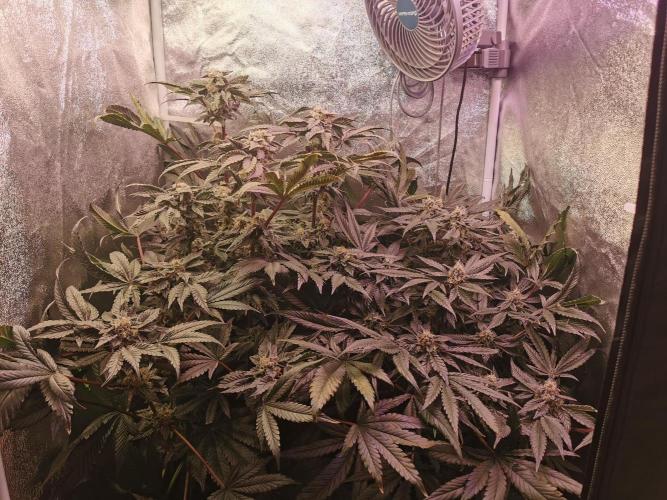 Bakerman (Jealousy x La Bomba) / Coco. Week 14