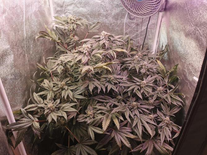 Bakerman (Jealousy x La Bomba) / Coco. Week 14