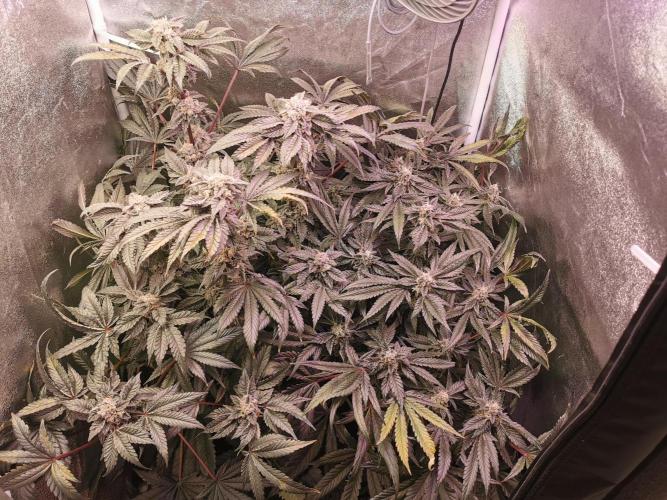 Bakerman (Jealousy x La Bomba) / Coco. Week 15