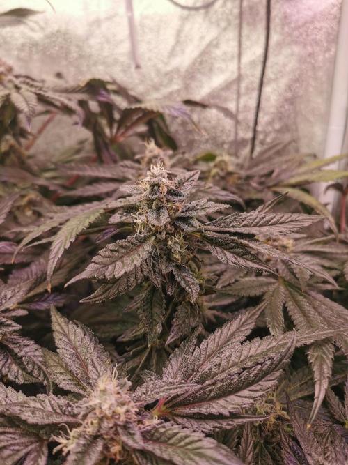 Bakerman (Jealousy x La Bomba) / Coco. Week 15
