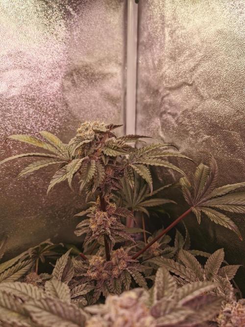 Bakerman (Jealousy x La Bomba) / Coco. Week 15