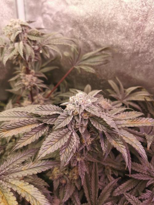 Bakerman (Jealousy x La Bomba) / Coco. Week 15