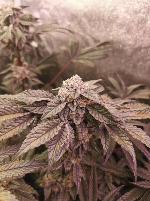 Bakerman (Jealousy x La Bomba) / Coco. Week 15
