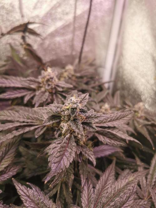 Bakerman (Jealousy x La Bomba) / Coco. Week 16