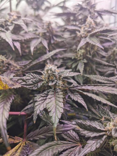 Bakerman (Jealousy x La Bomba) / Coco. Week 16