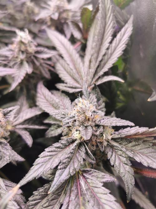Bakerman (Jealousy x La Bomba) / Coco. Week 16