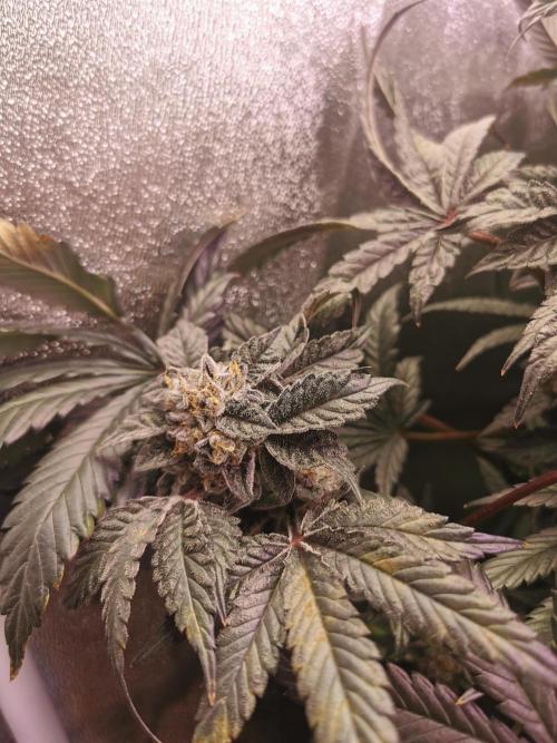 Bakerman (Jealousy x La Bomba) / Coco. Week 16
