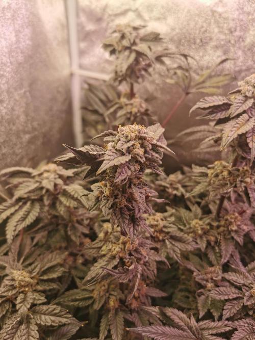 Bakerman (Jealousy x La Bomba) / Coco. Week 16