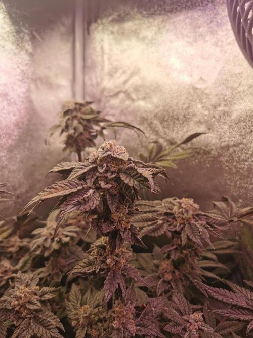 Bakerman (Jealousy x La Bomba) / Coco. Week 16