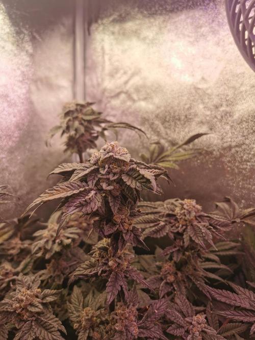 Bakerman (Jealousy x La Bomba) / Coco. Week 16
