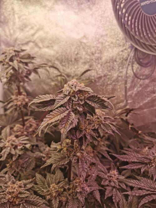 Bakerman (Jealousy x La Bomba) / Coco. Week 16