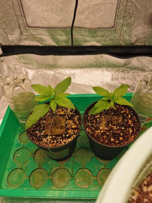 Apple Fritter Coco Grow. Week 1