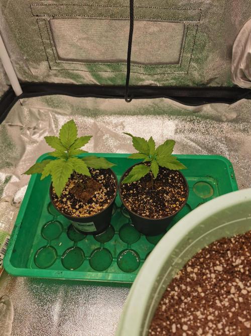 Apple Fritter Coco Grow. Week 1