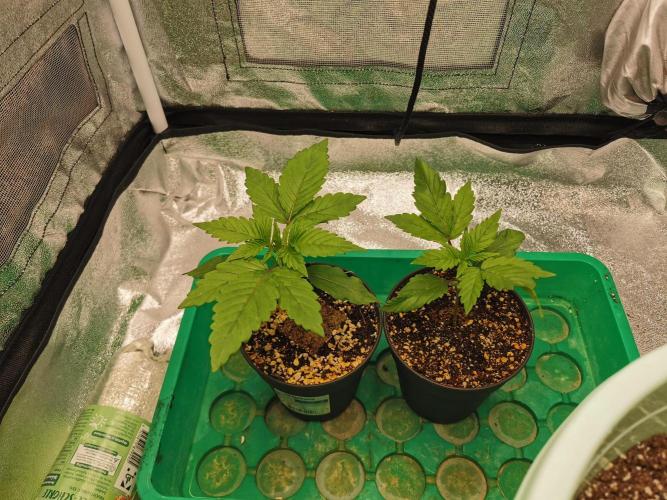 Apple Fritter Coco Grow. Week 2