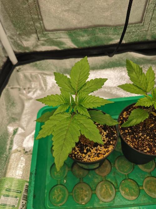 Apple Fritter Coco Grow. Week 2