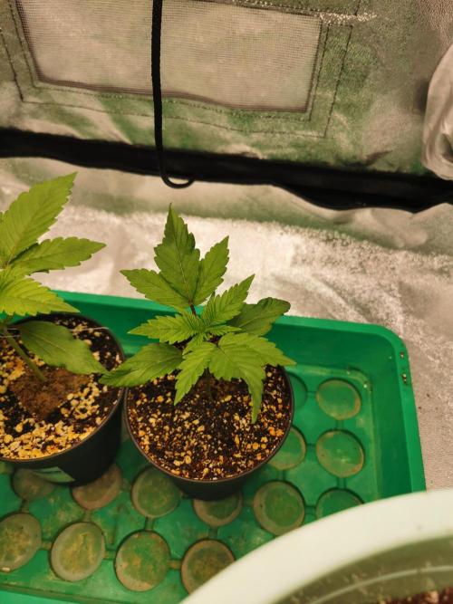 Apple Fritter Coco Grow. Week 2