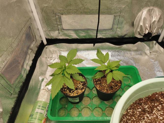 Apple Fritter Coco Grow. Week 2