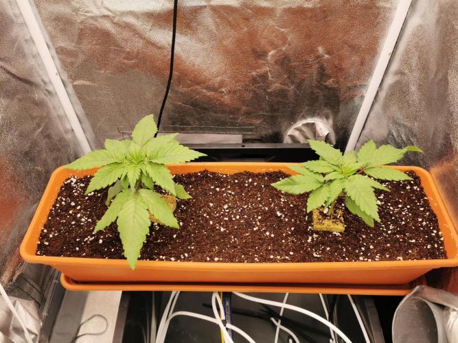 Apple Fritter Coco Grow. Week 3