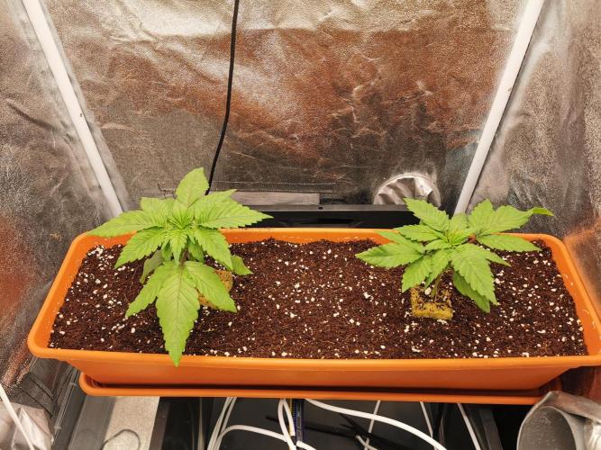 Apple Fritter Coco Grow. Week 3