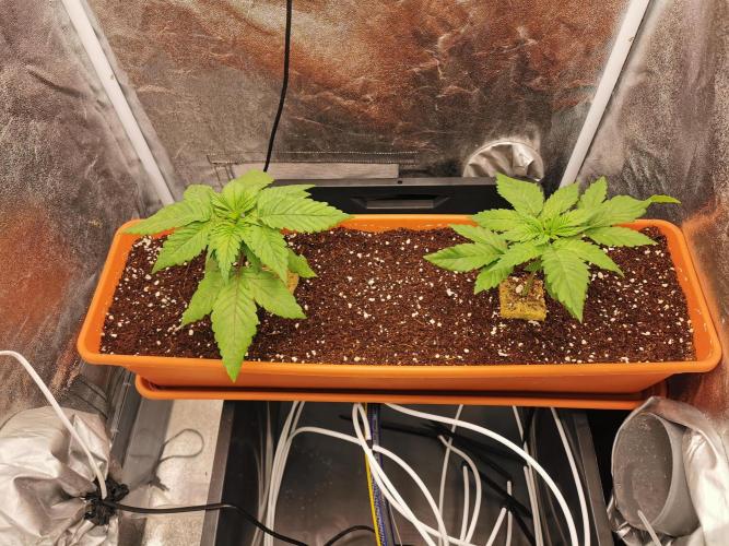 Apple Fritter Coco Grow. Week 3