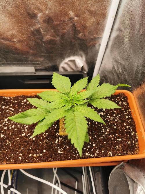 Apple Fritter Coco Grow. Week 3