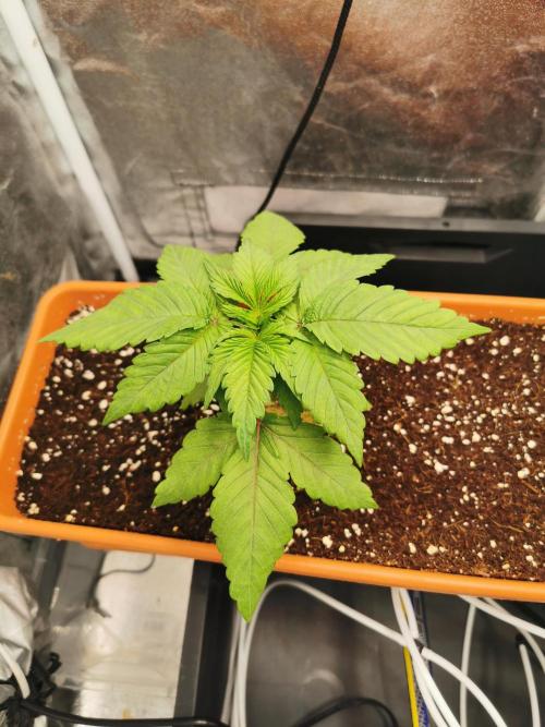 Apple Fritter Coco Grow. Week 3