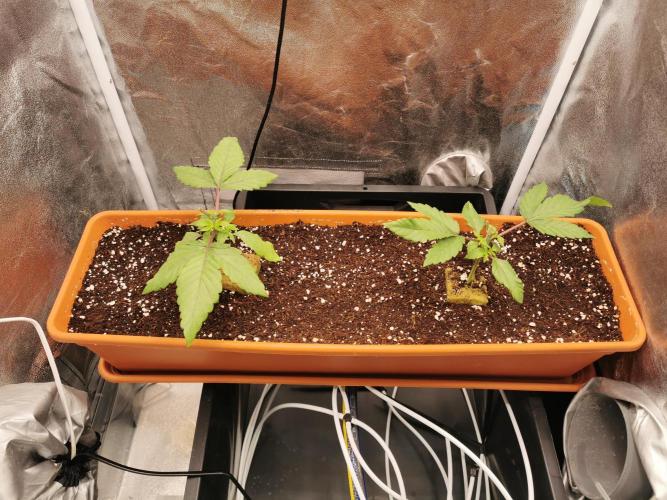 Apple Fritter Coco Grow. Week 3