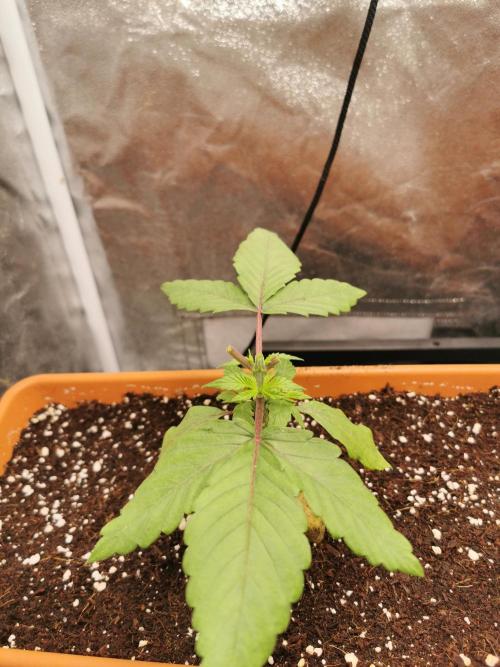Apple Fritter Coco Grow. Week 3
