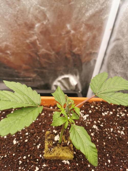 Apple Fritter Coco Grow. Week 3