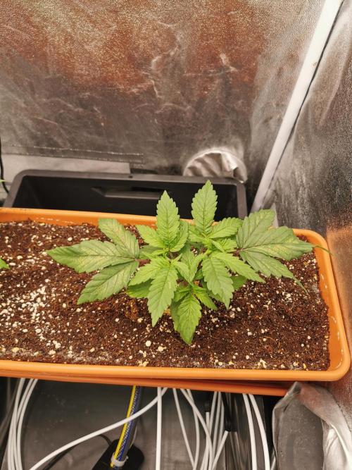 Apple Fritter Coco Grow. Week 4