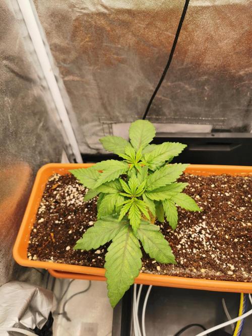 Apple Fritter Coco Grow. Week 4