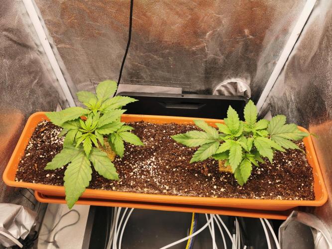 Apple Fritter Coco Grow. Week 4
