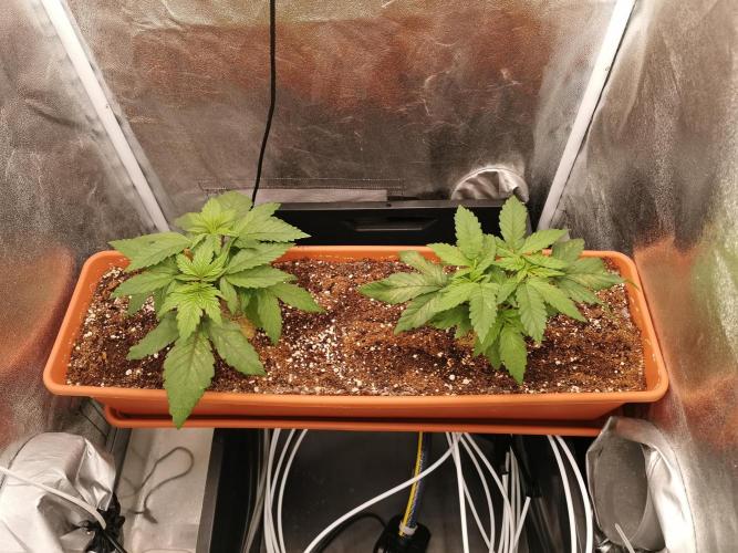 Apple Fritter Coco Grow. Week 4