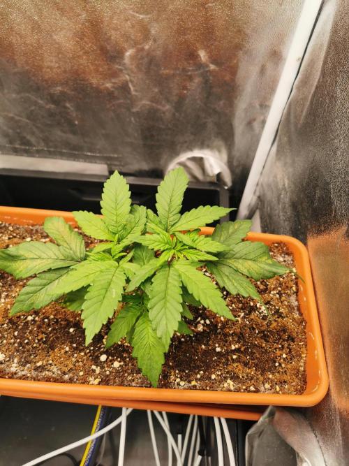 Apple Fritter Coco Grow. Week 4