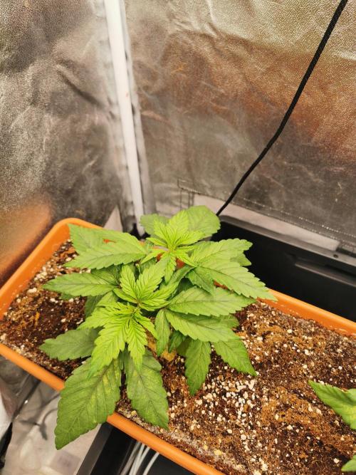 Apple Fritter Coco Grow. Week 4