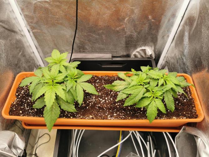 Apple Fritter Coco Grow. Week 5