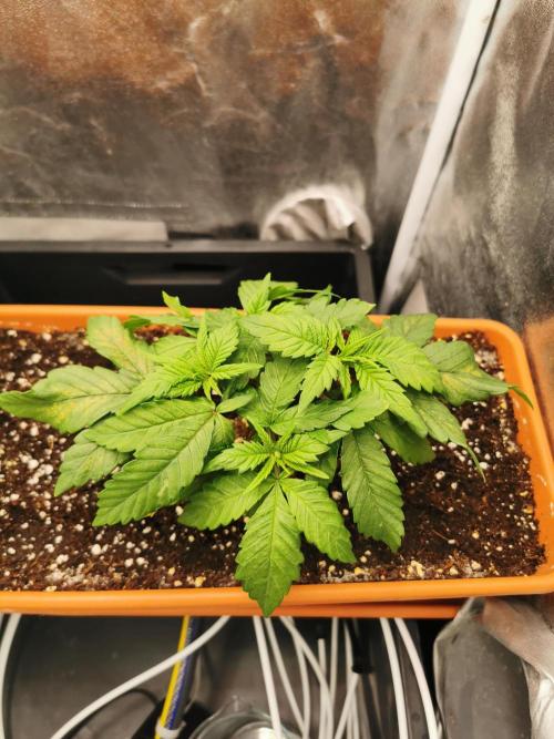 Apple Fritter Coco Grow. Week 5