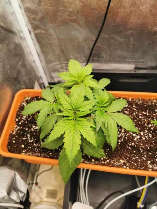 Apple Fritter Coco Grow. Week 5