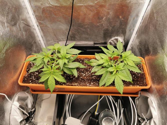 Apple Fritter Coco Grow. Week 5
