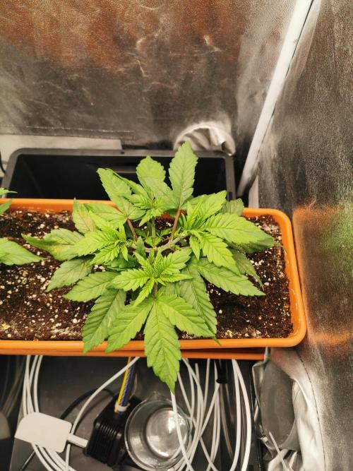 Apple Fritter Coco Grow. Week 5