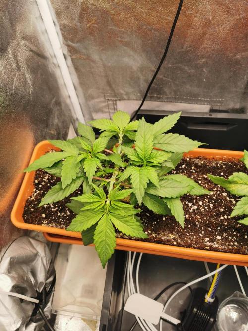 Apple Fritter Coco Grow. Week 5