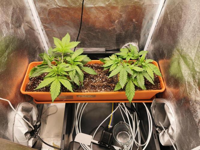 Apple Fritter Coco Grow. Week 5