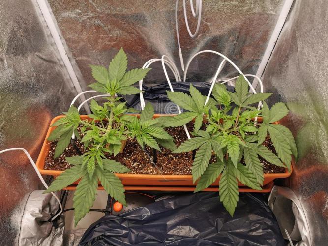 Apple Fritter Coco Grow. Week 6