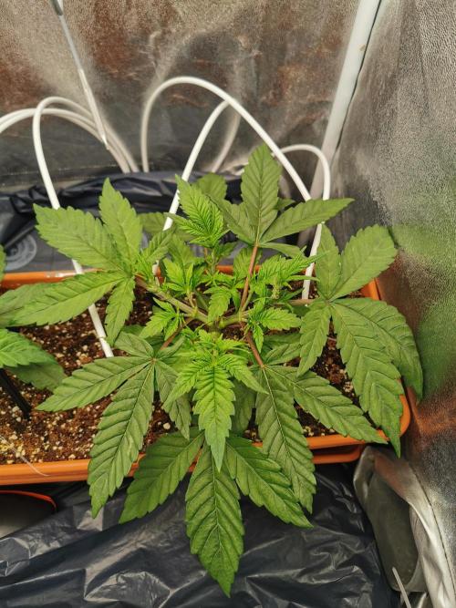 Apple Fritter Coco Grow. Week 6