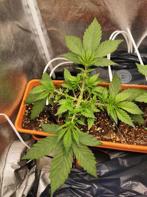 Apple Fritter Coco Grow. Week 6