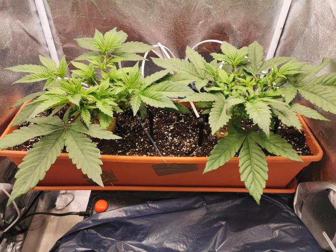 Apple Fritter Coco Grow. Week 6